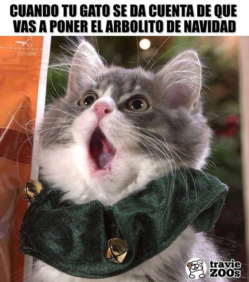 Los mejores memes para felicitar Navidad 2022 | Business Insider España